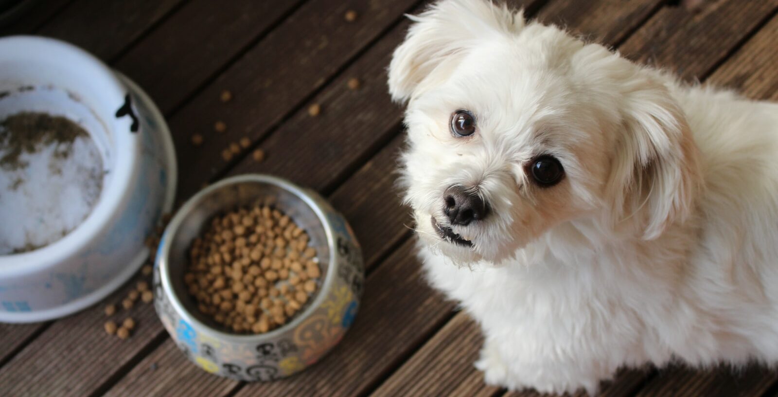 Dog Food Preservatives: Are They Dangerous? - Gopetcan