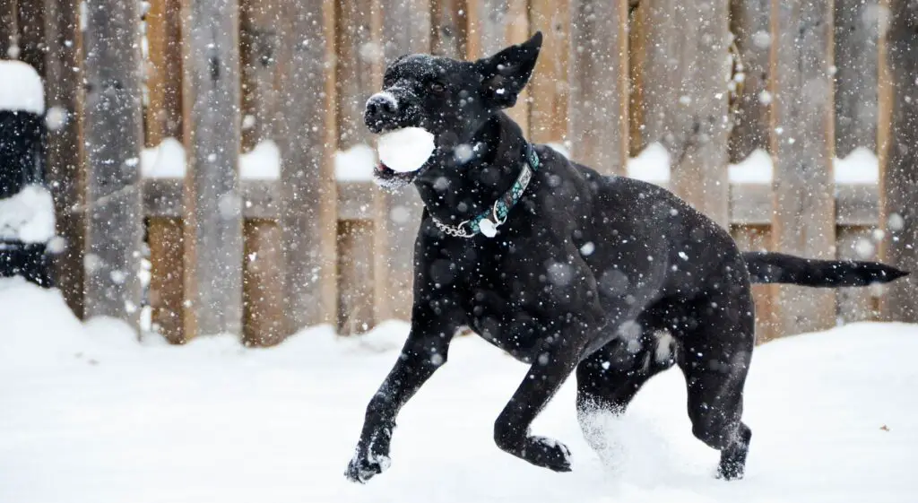 black short coat dog on snow covered ground during daytime