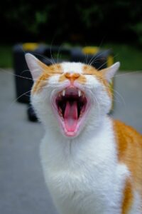 orange and white cat showing tongue