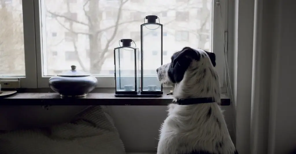medium short-coated white and black dog leaning on window