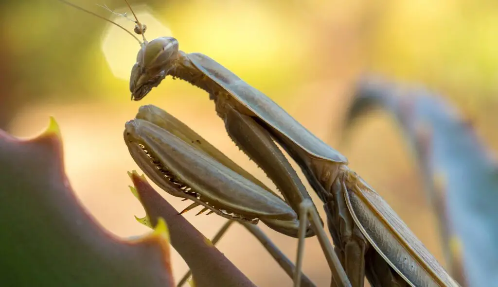 gray praying mantis micro photography