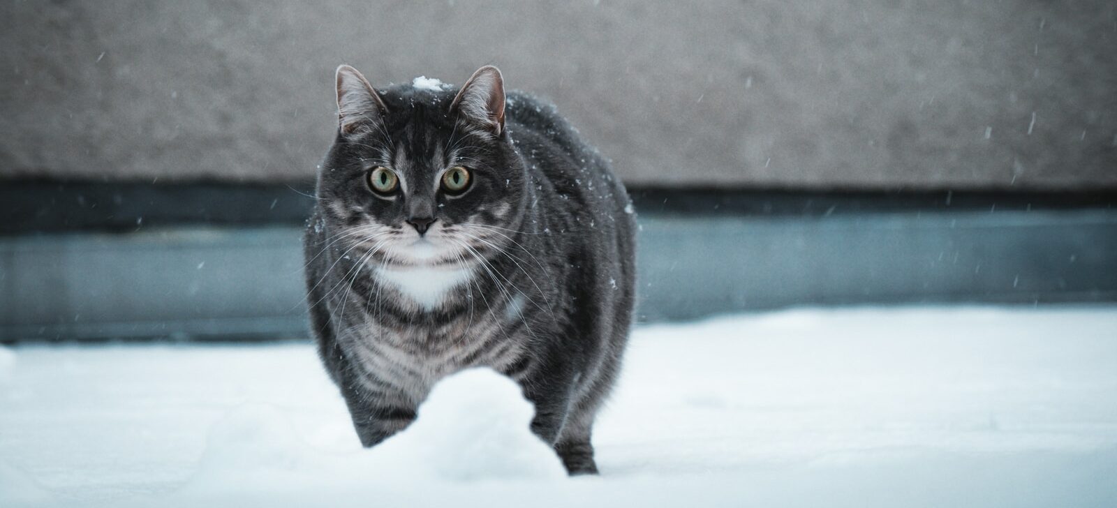 black and white cat on snow