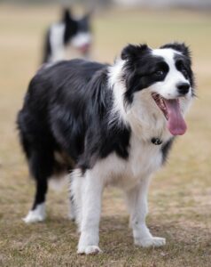 black and white border collie running on green grass field during daytime