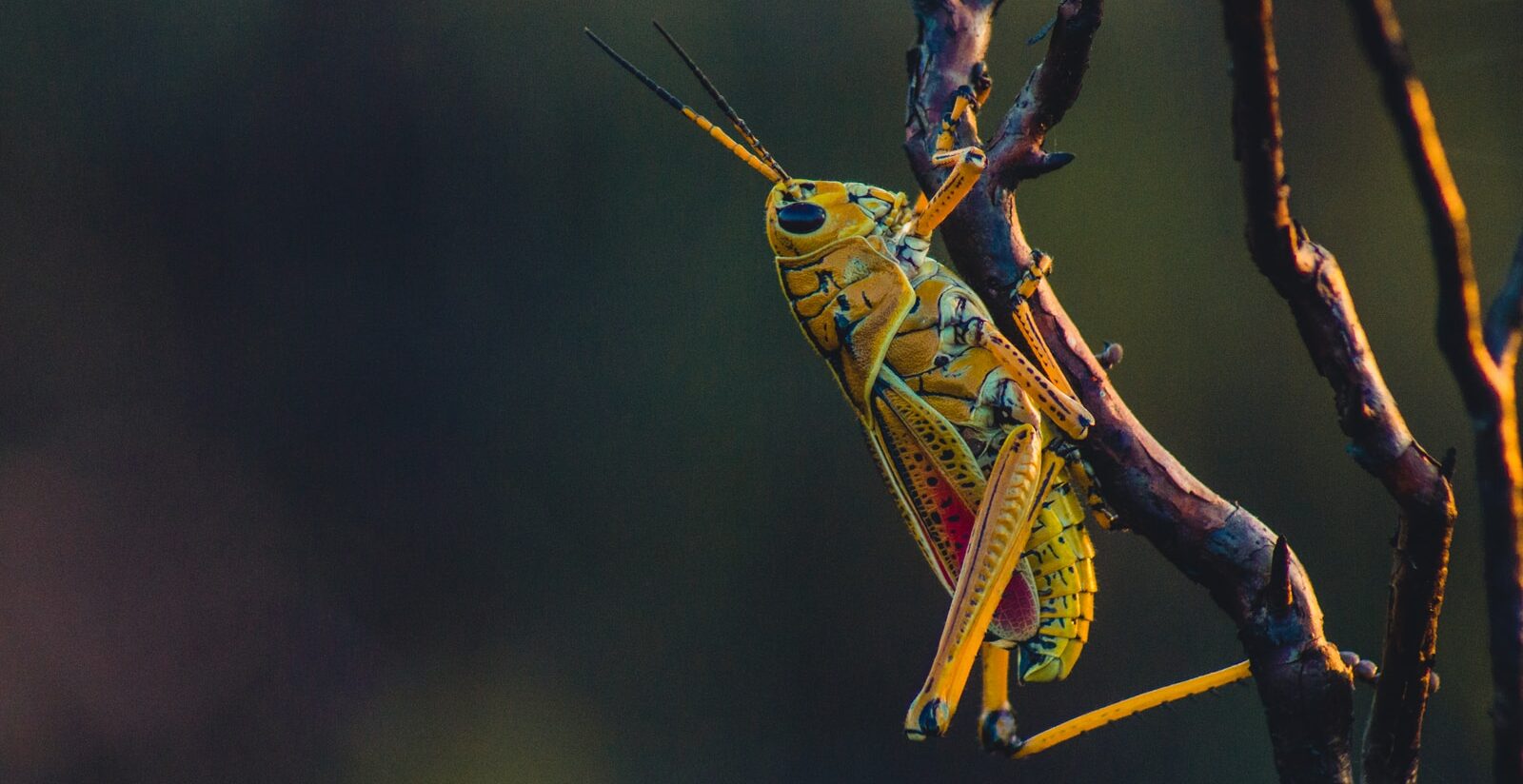 macro photography of yellow grasshopper on tree branch