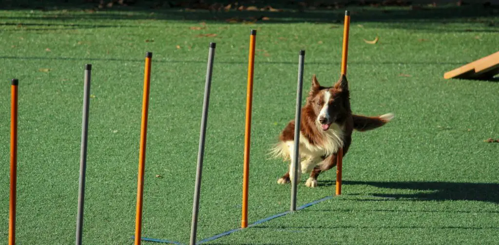 brown and white dog running through pole obstacles