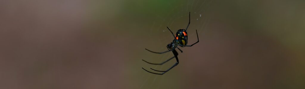 black spider on web in close up photography