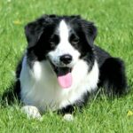 black and white long-coat dog