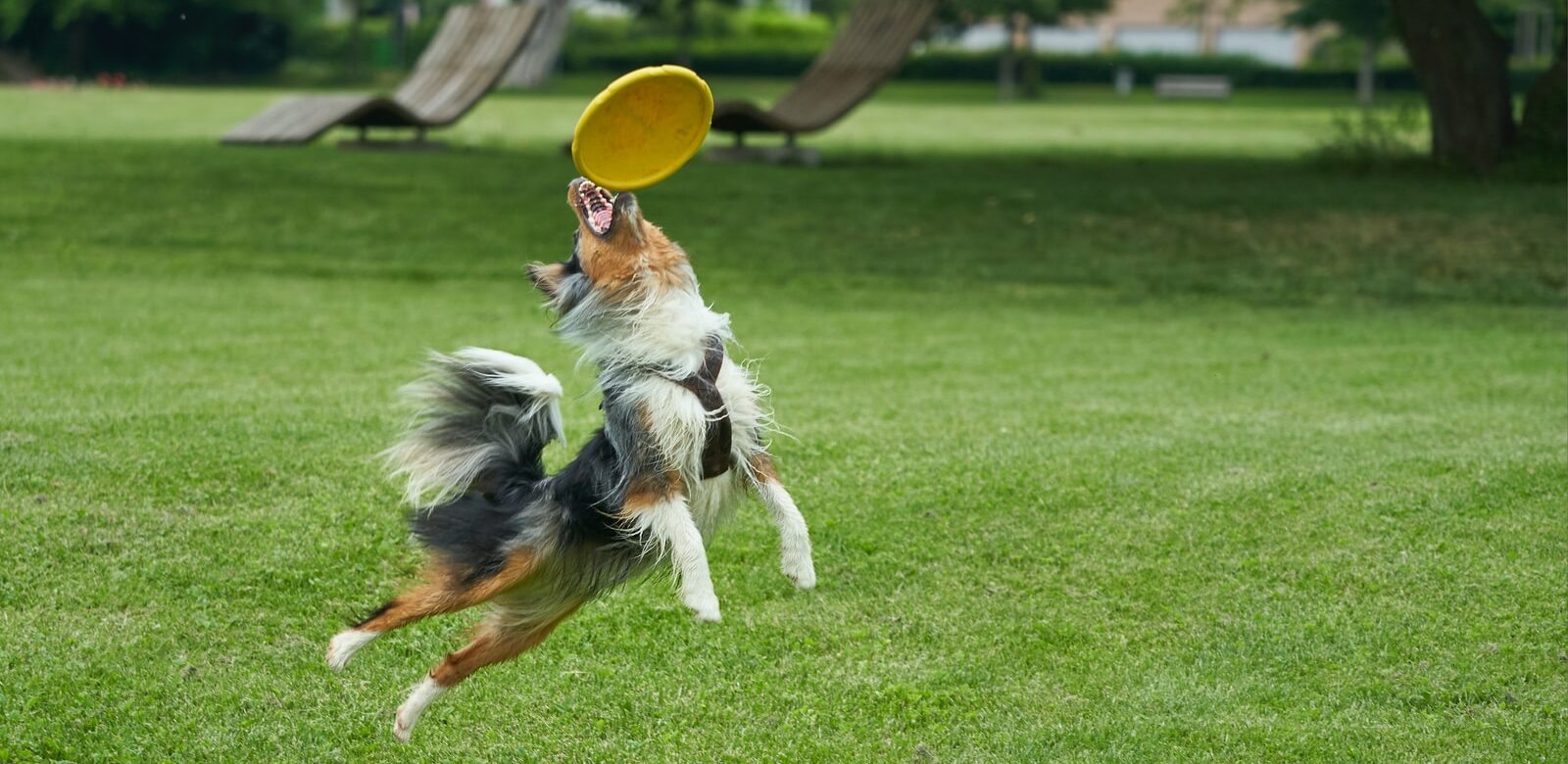 black and brown dog catching yellow flying disc
