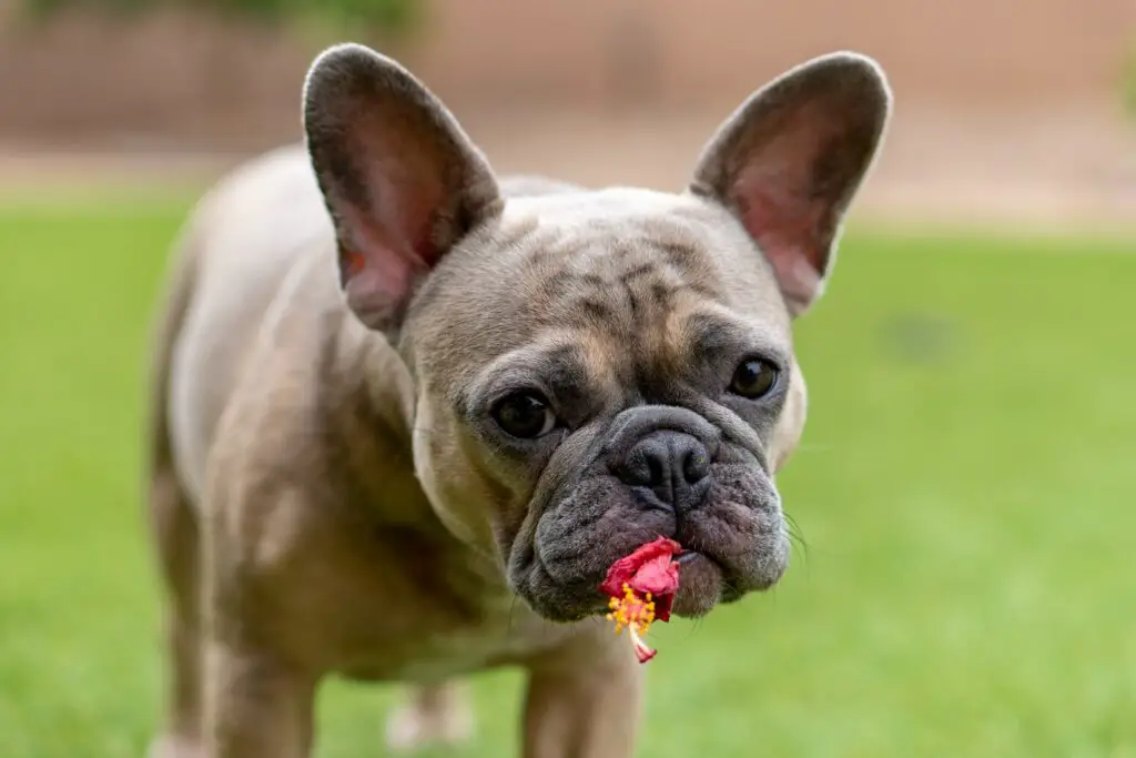 brown french bulldog puppy on green grass field during daytime