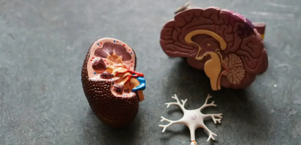 brown human organs learning equipment