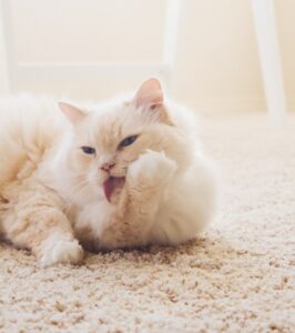 cat lying on mat