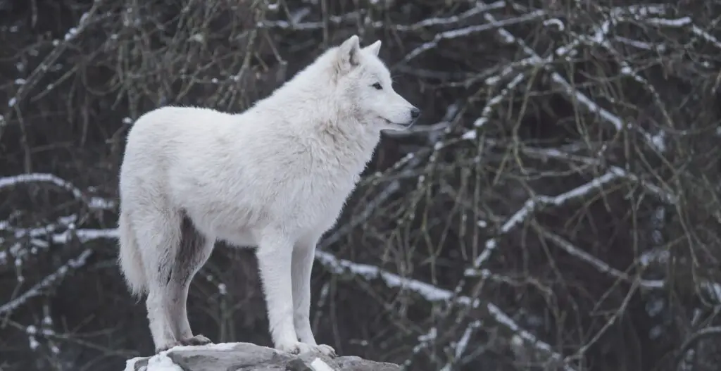 white wolf standing beside black and gray trees