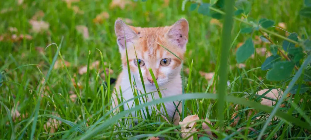 white and orange kitten on green grass