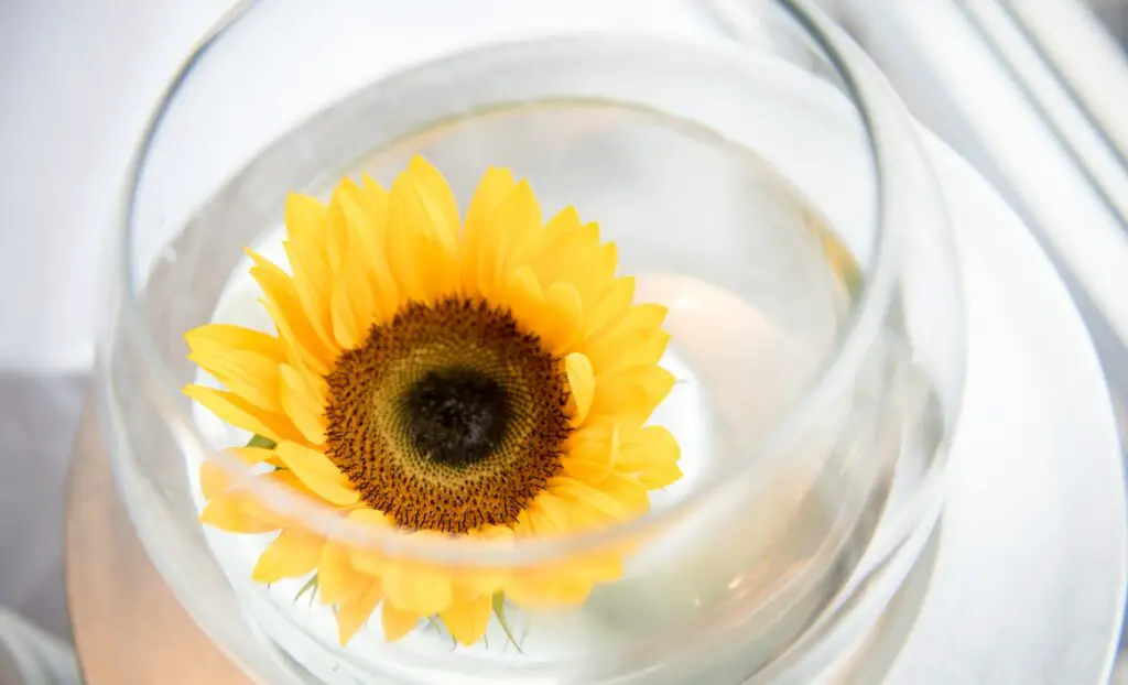 sunflower in glass bowl