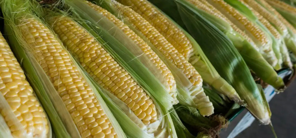 closeup photography of corns