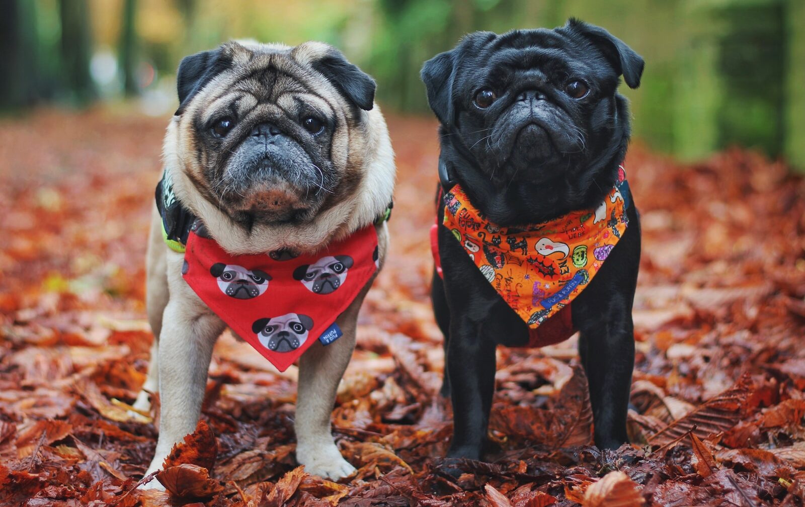 black pug with red and white scarf