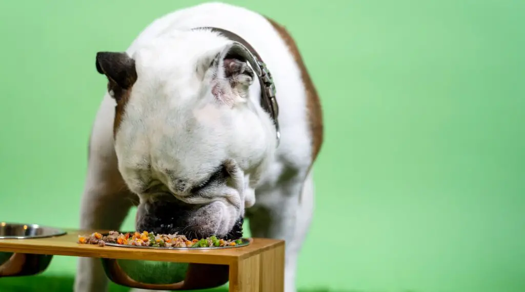white and brown english bulldog on brown wooden table