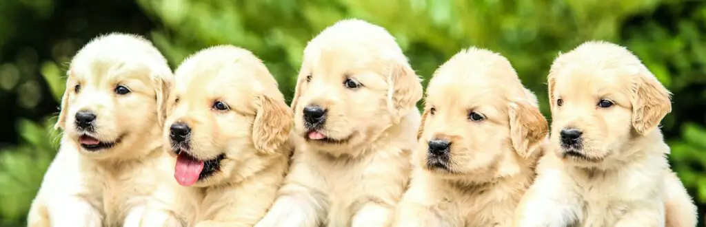 five yellow Labrador retriever puppies