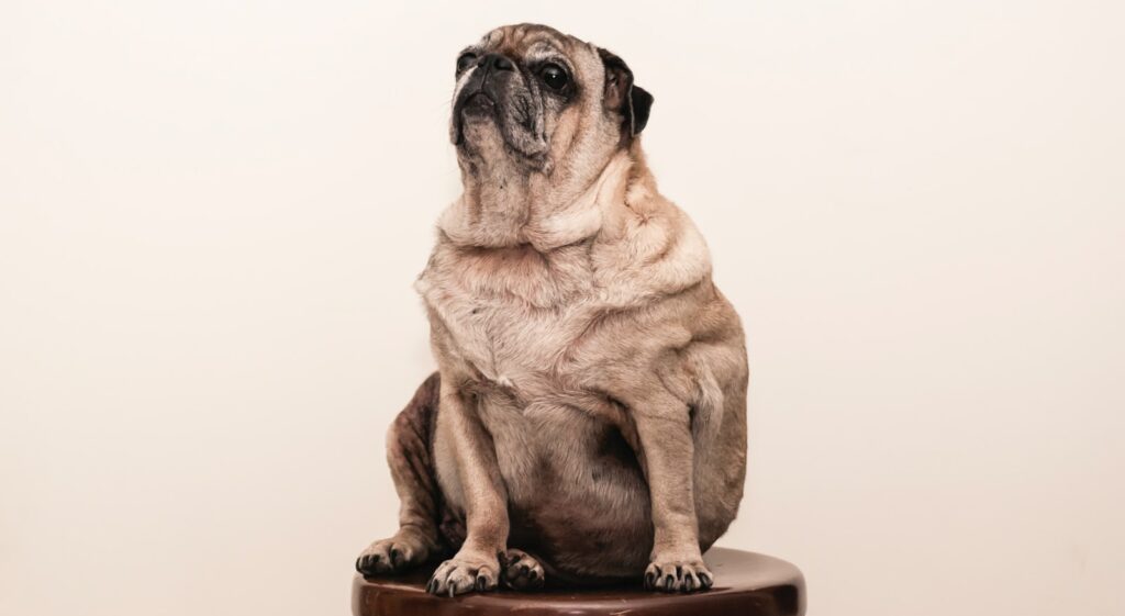tan pug on brown wooden stool