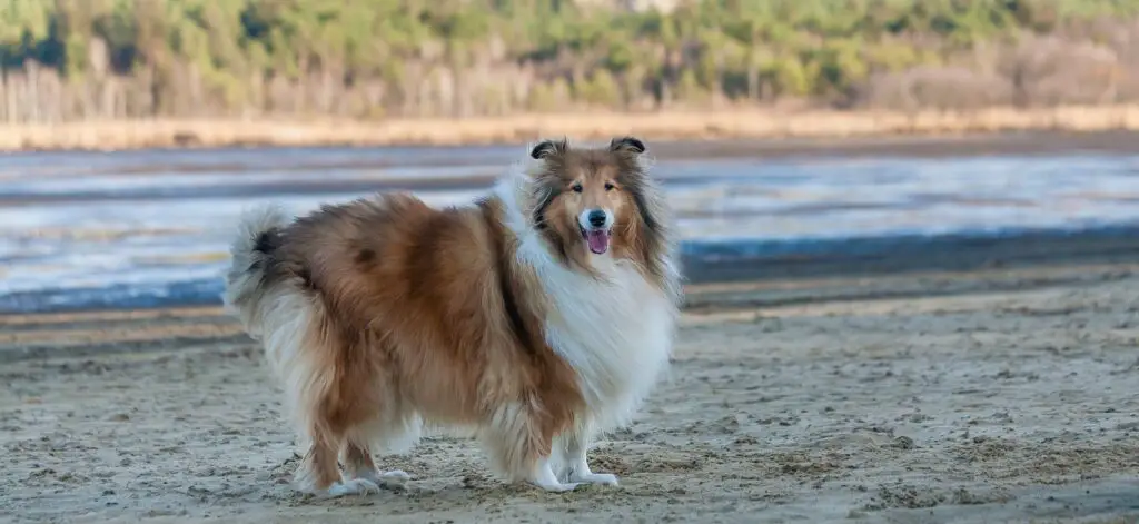 brown and white rough collie on brown sand during daytime