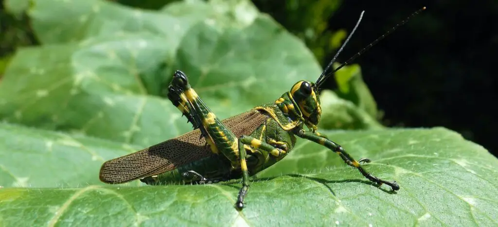 selective focus photo of green and yellow grasshopper