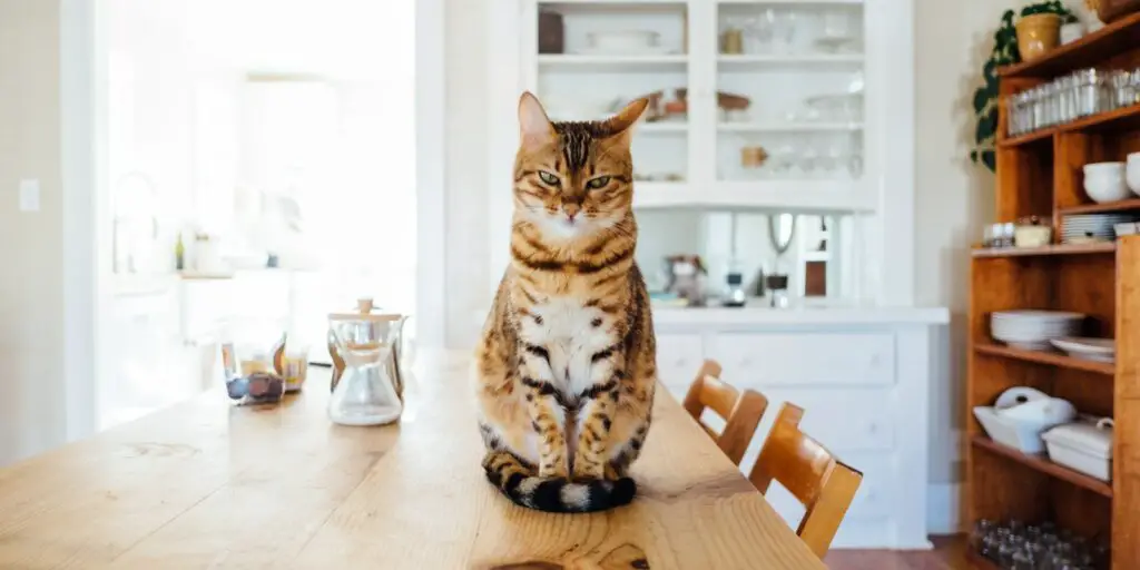 orange and white tabby cat sitting on brown wooden table in kitchen room