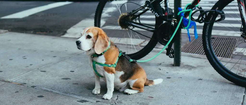 brown and white Beagle puppy corded to bicycle beside street