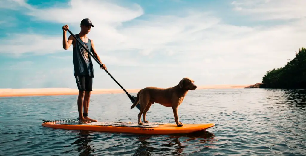 man and dog on paddleboard