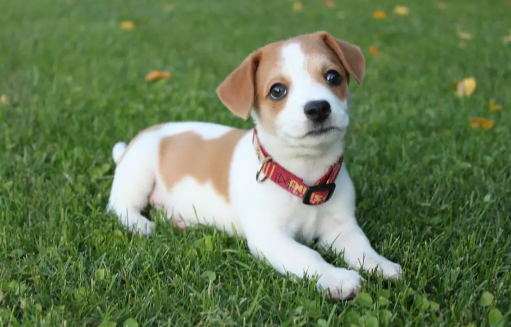white and brown short coated dog on green grass during daytime