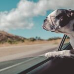 Boston Terrier inside a vehicle
