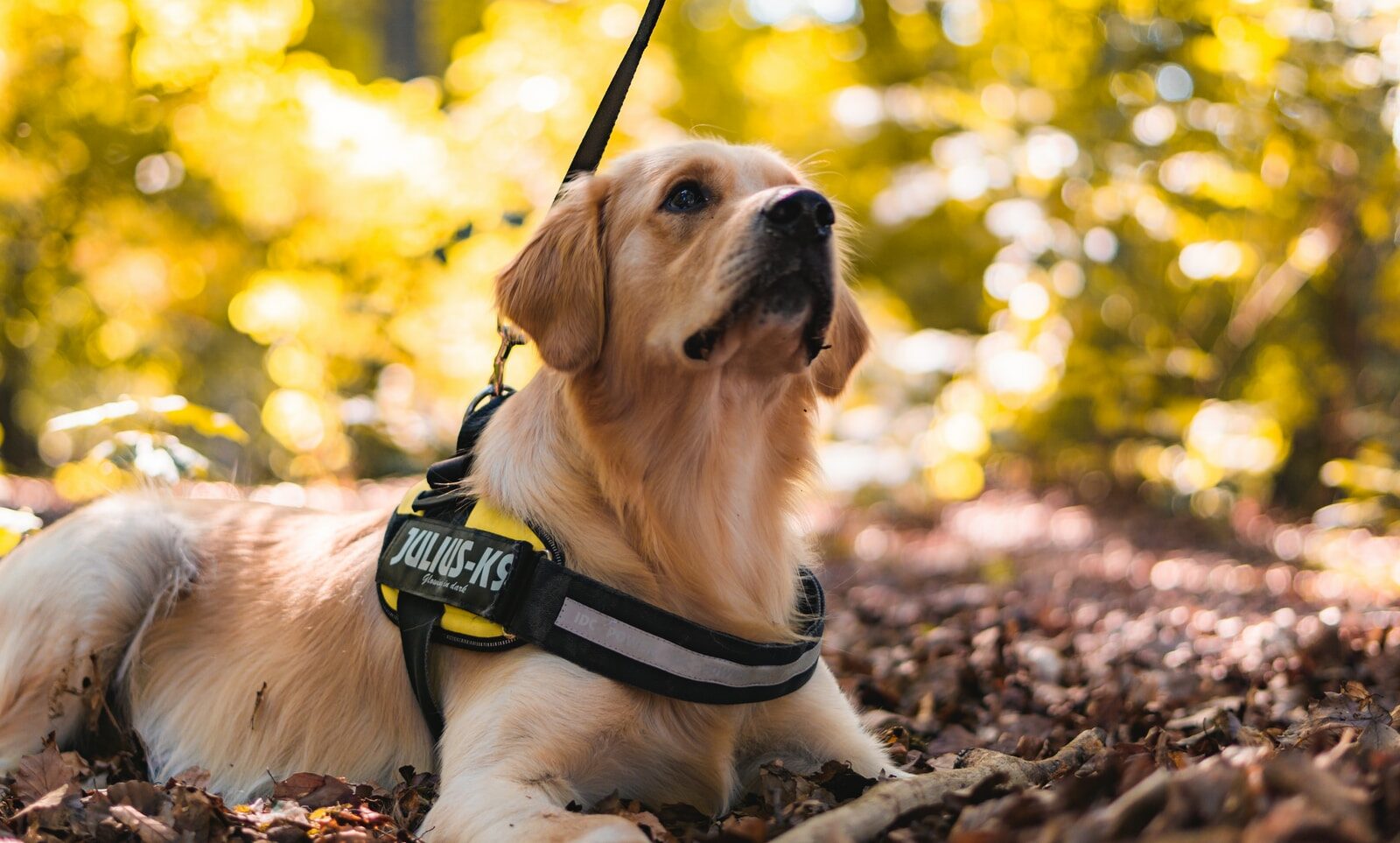 golden retriever with yellow and black harness