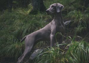 adult greyhound on forest during daytime