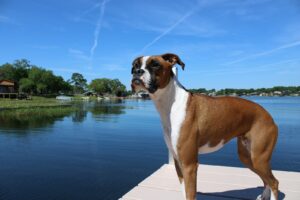 brown and white short coated dog standing on dock during daytime
