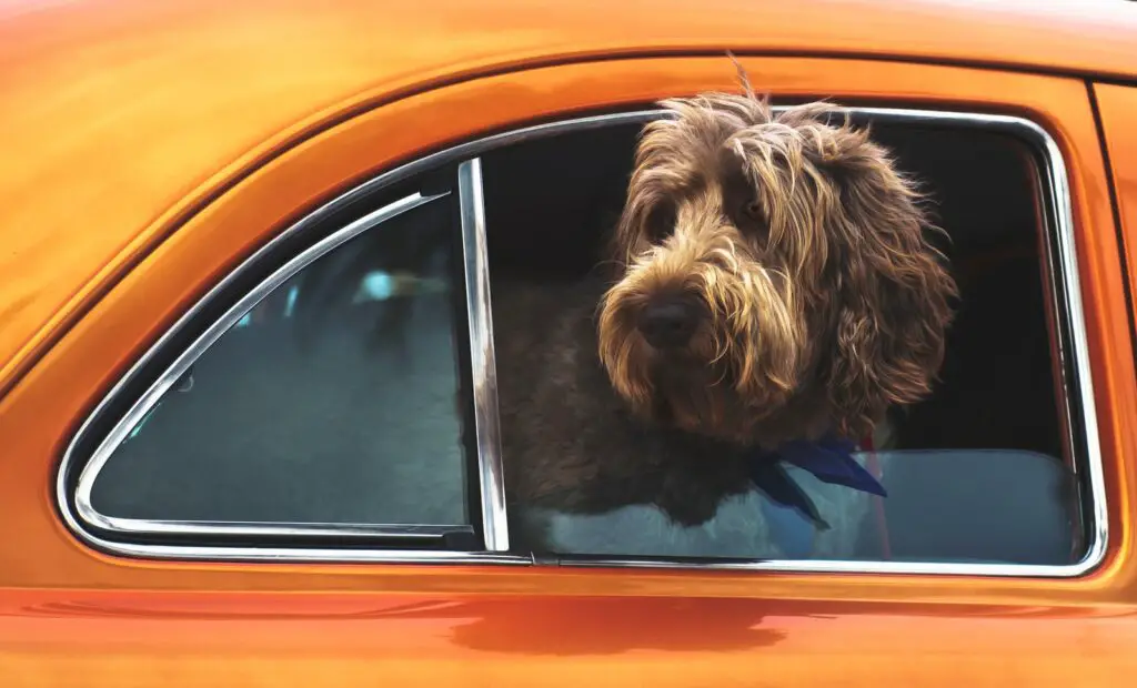 long-coated brown dog staring on vehicle window