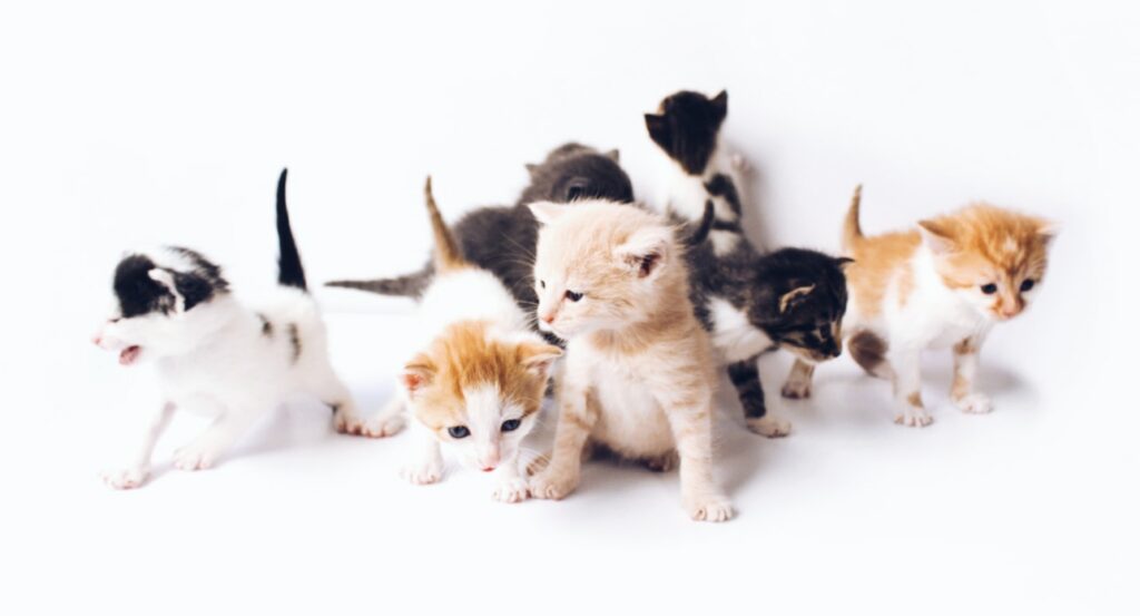 assorted-color kittens