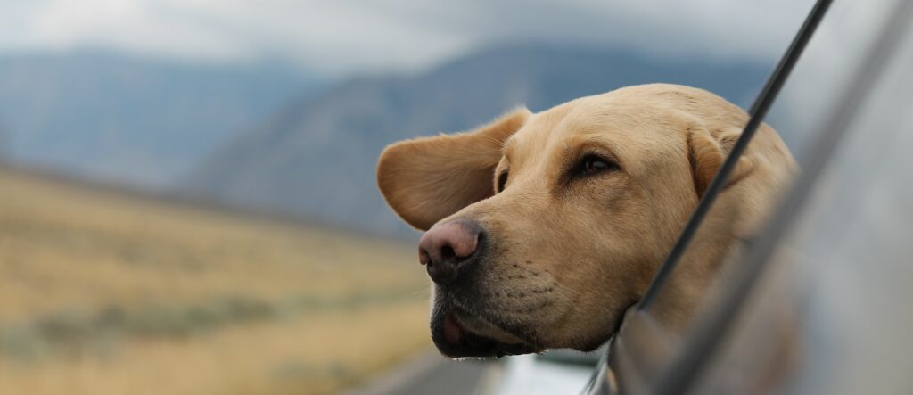 selective focus photography of Labrador in vehicle
