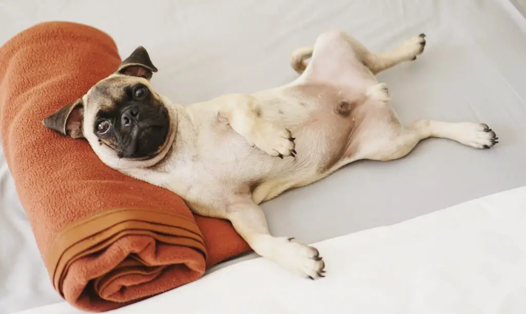 fawn pug lying on red textile