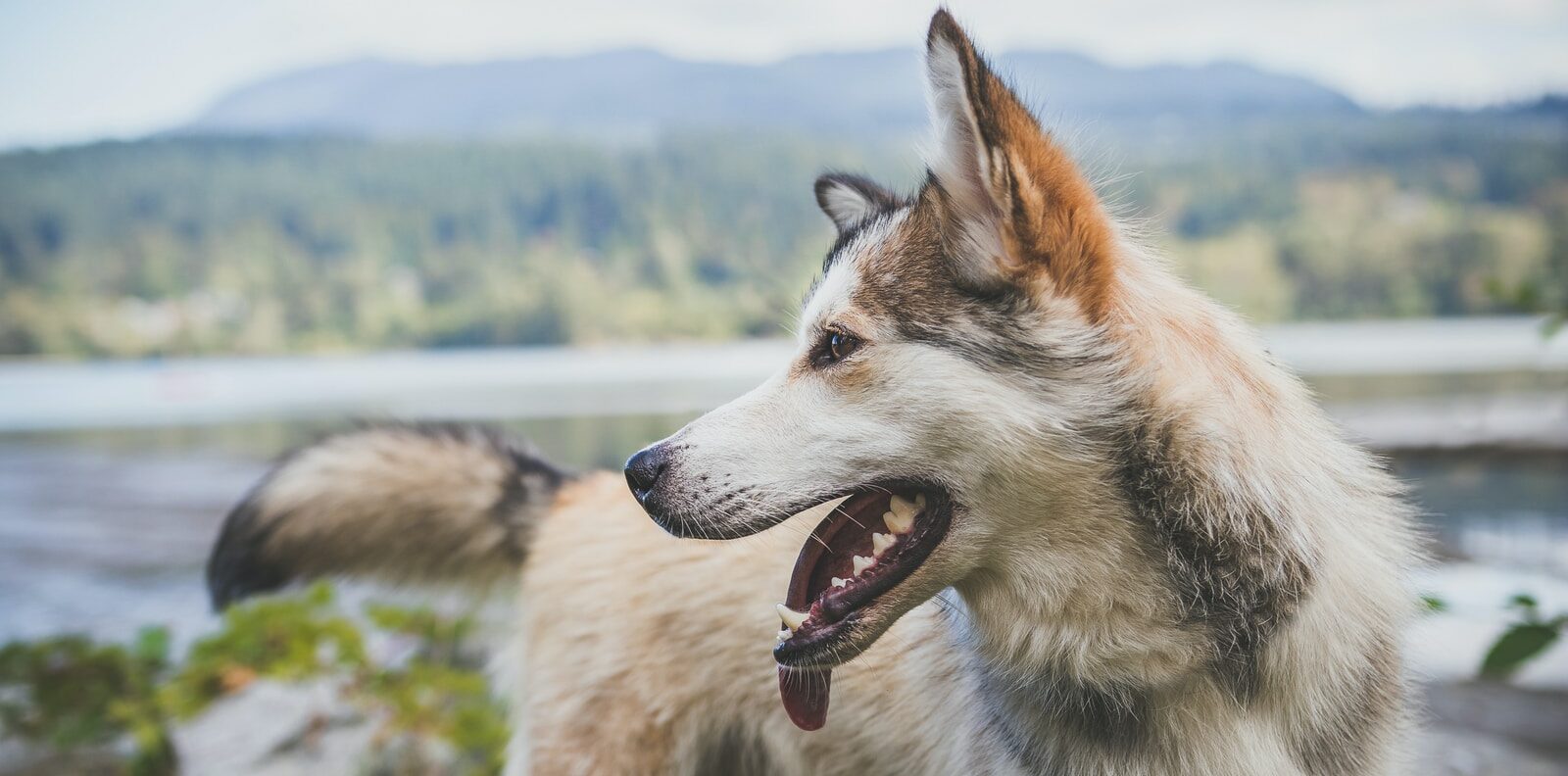 brown and white Siberian husky standing near river