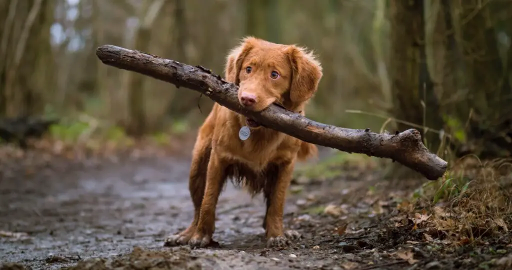 dog biting brown wood on road