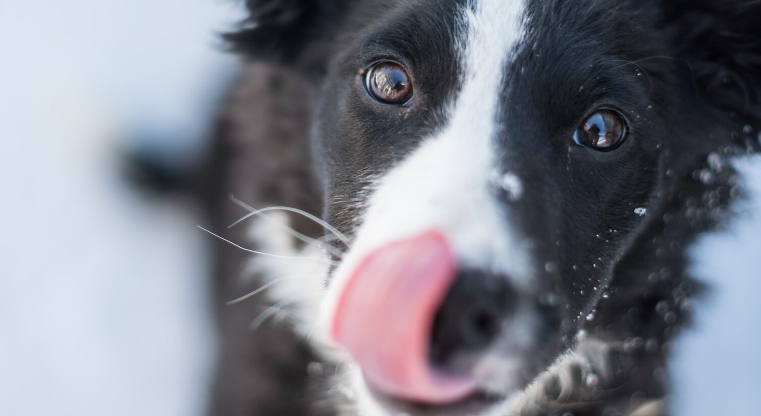 closeup photography of short-coated black dog