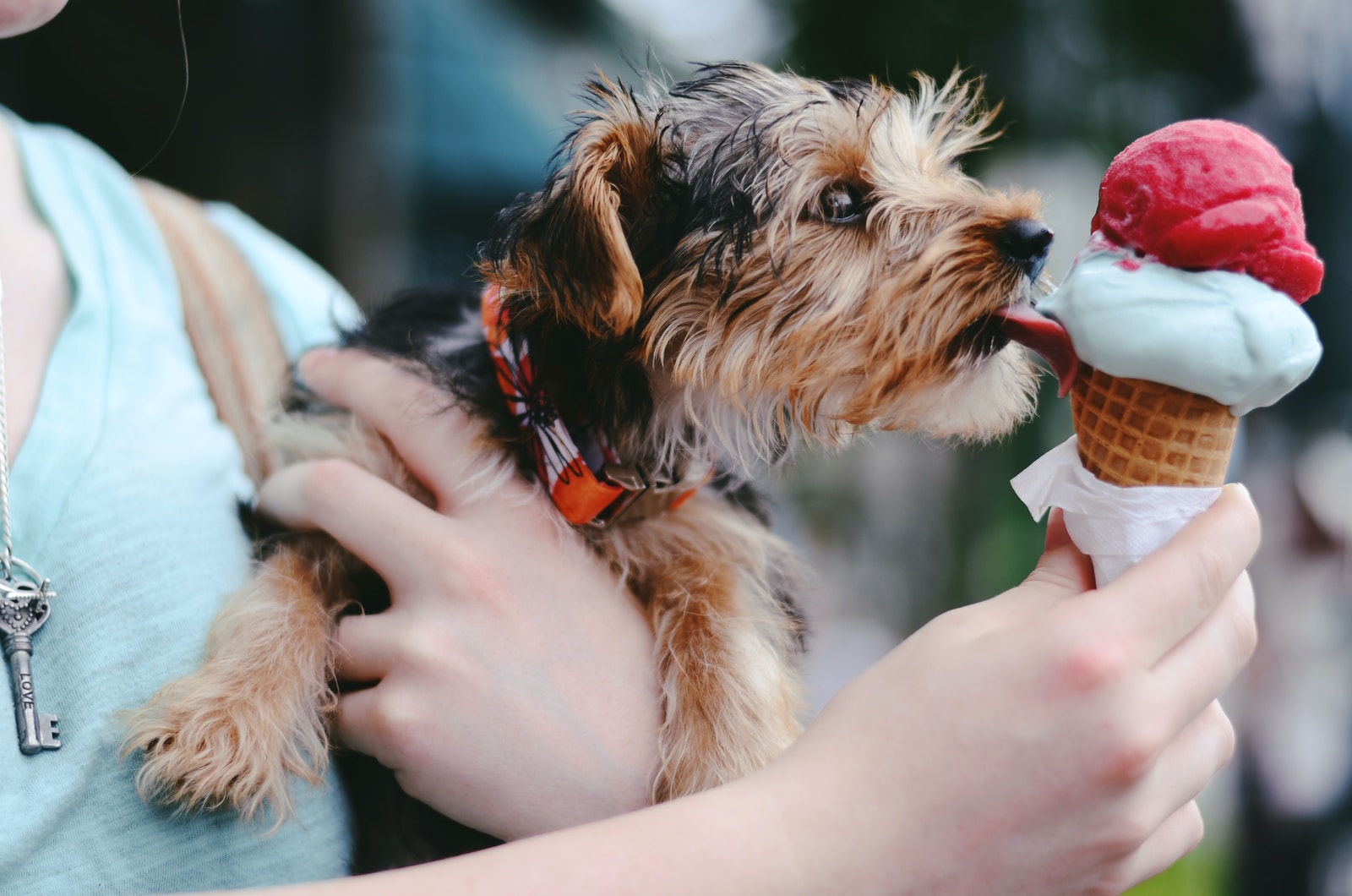 person holding brown and black airedale terrier puppy licking ice cream on cone