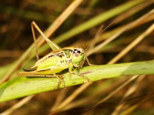 selective focus photography of green grasshopper on leaf