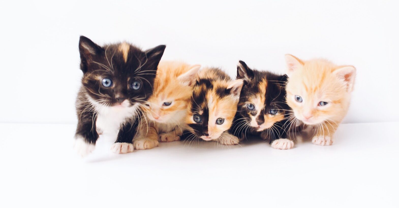 assorted-color tabby kittens