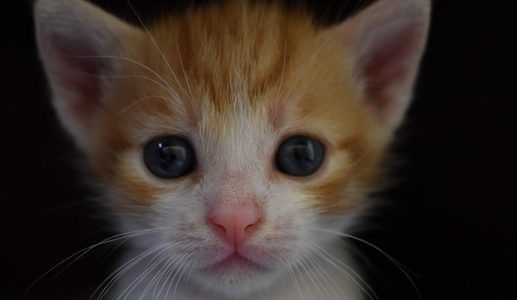 orange and white tabby kitten