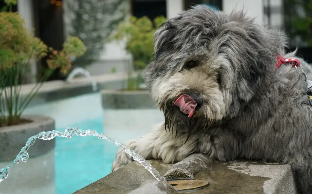 long-coated gray dog beside water fountain
