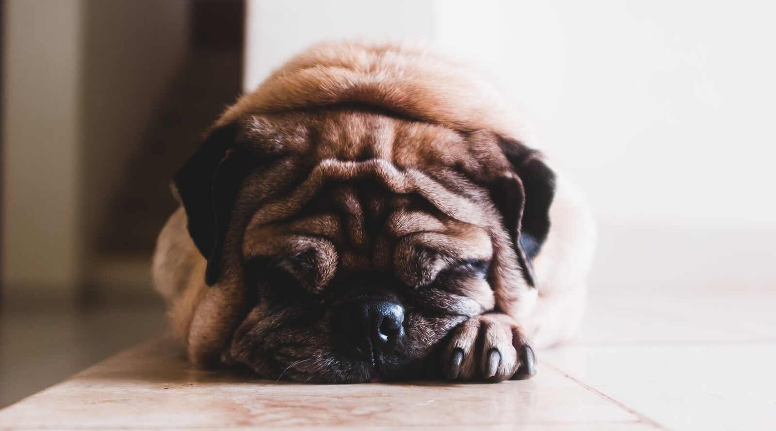 shallow focus photography of adult fawn pug