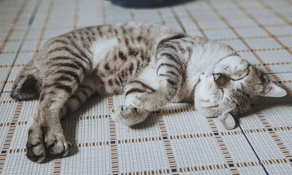 gray tabby kitten sleeping on white surface