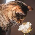 brown tabby cat on white flower