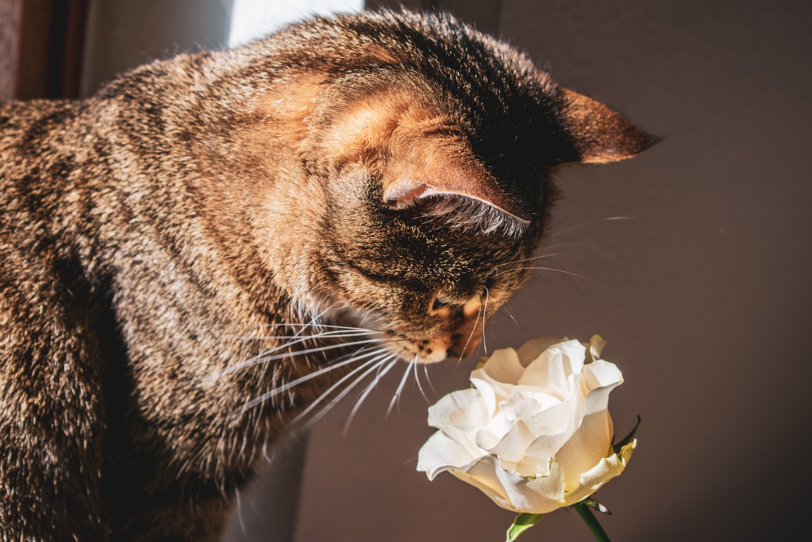 brown tabby cat on white flower