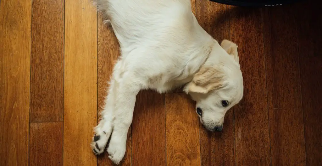 beige dog lying on brown wooden parquet floor